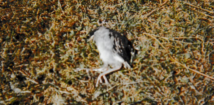 dead bird 002